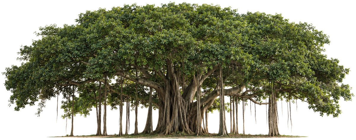 A banyan tree, its aerial roots grown into supporting trunks